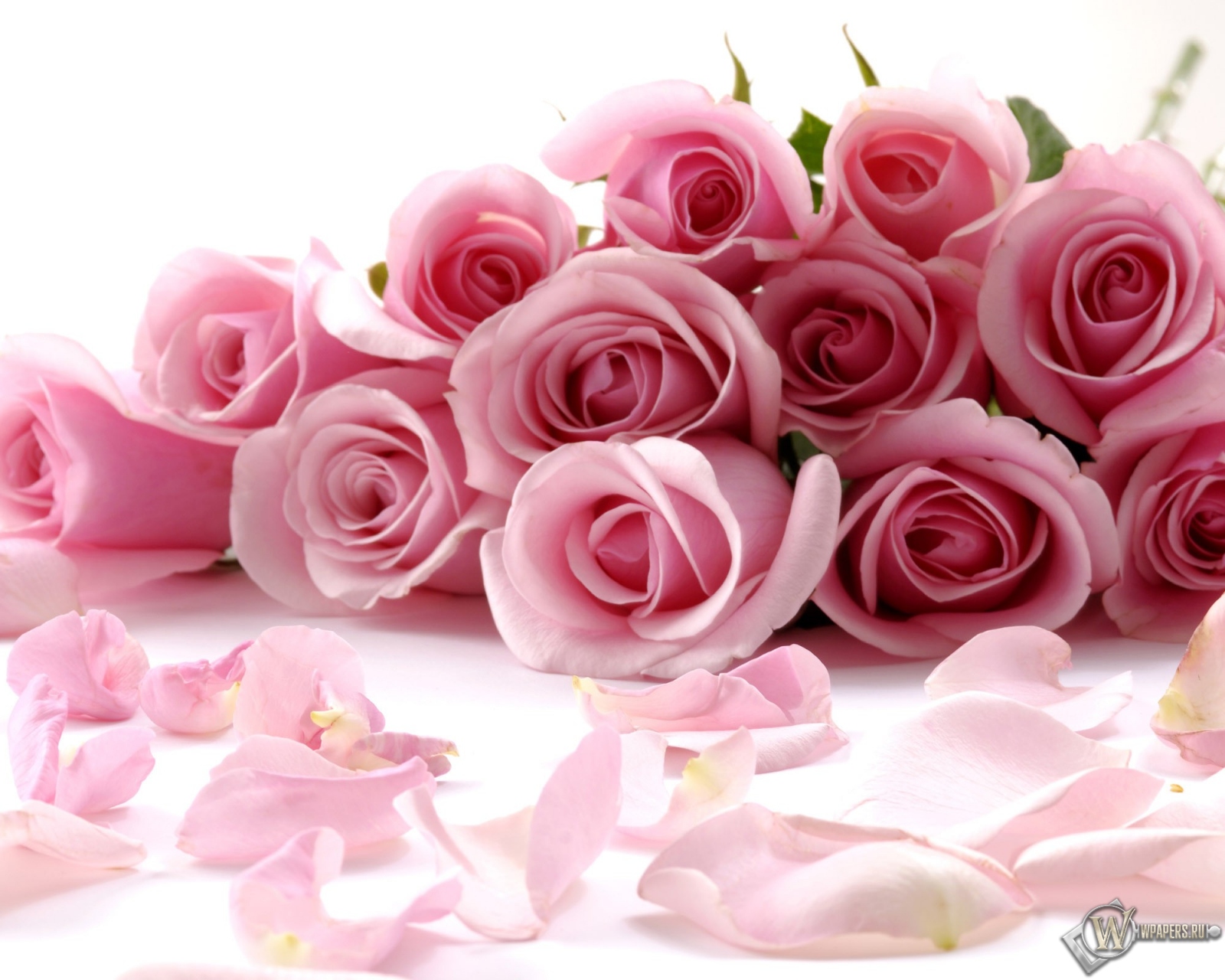Розовые розы 1600x1280