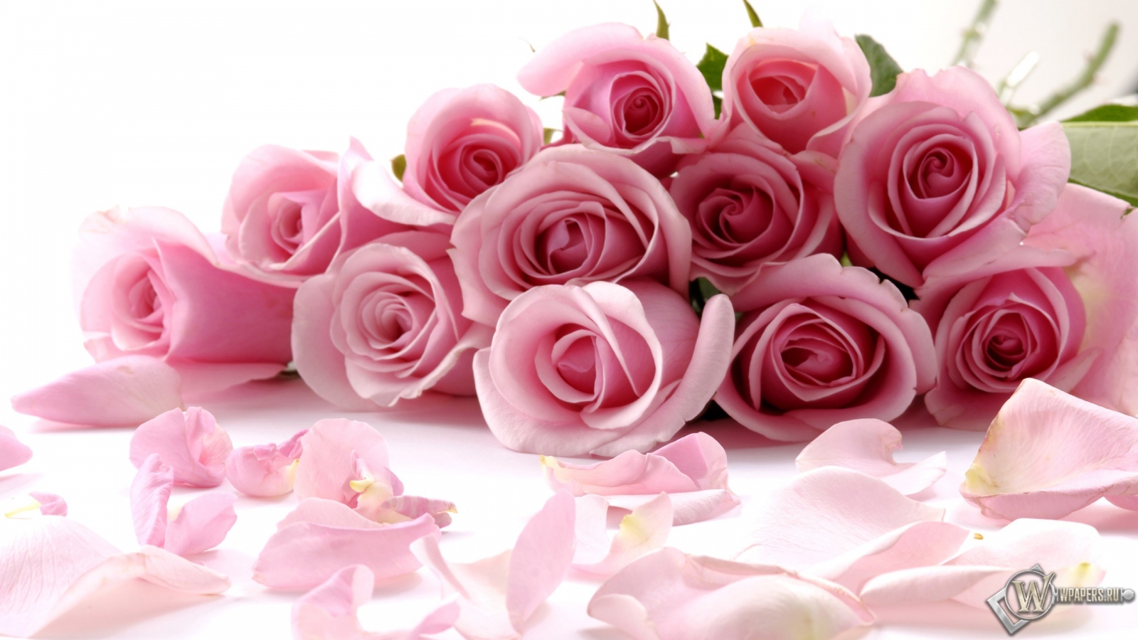 Розовые розы 1600x900