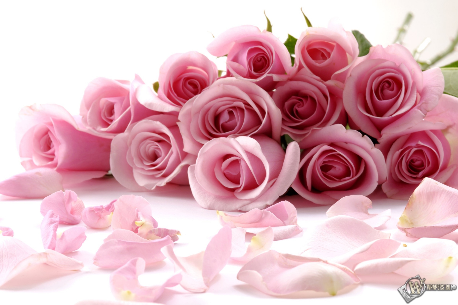 Розовые розы 1920x1280