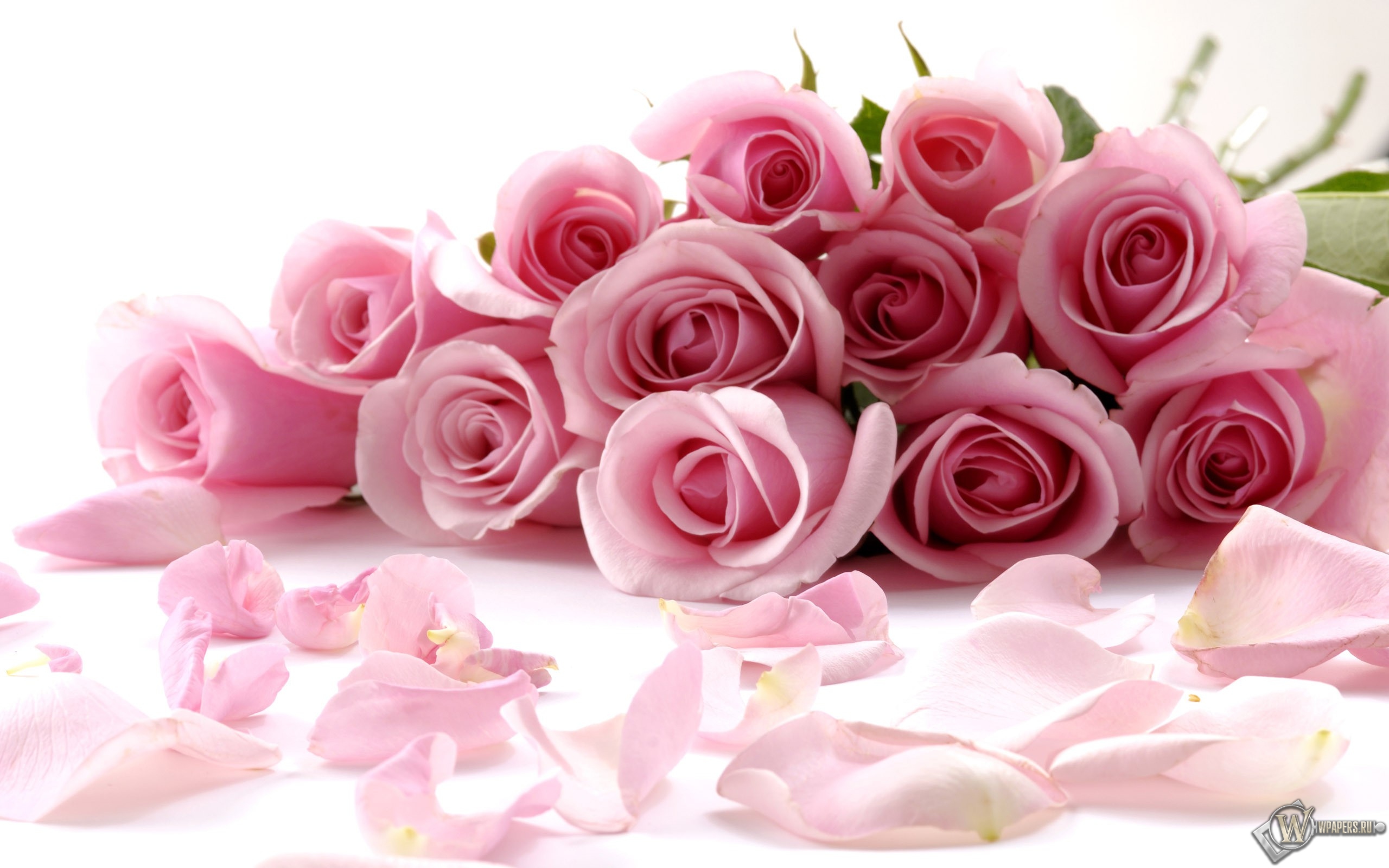 Розовые розы 2560x1600