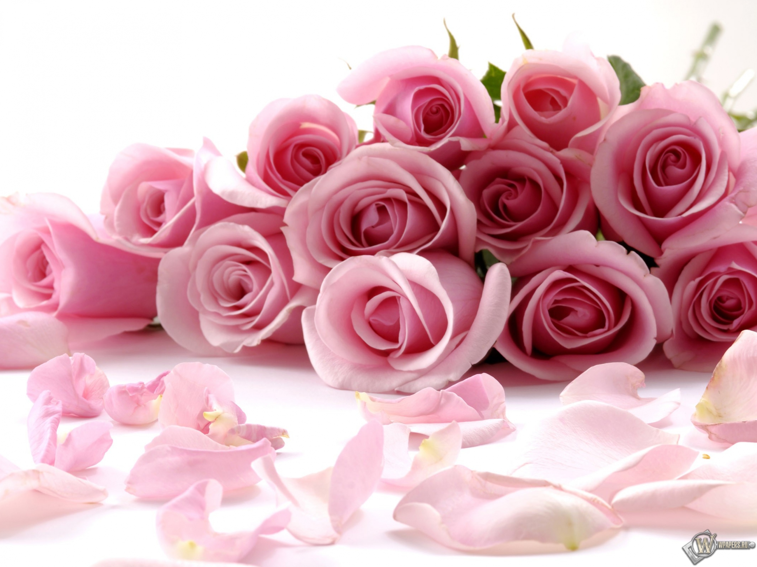Розовые розы 2560x1920