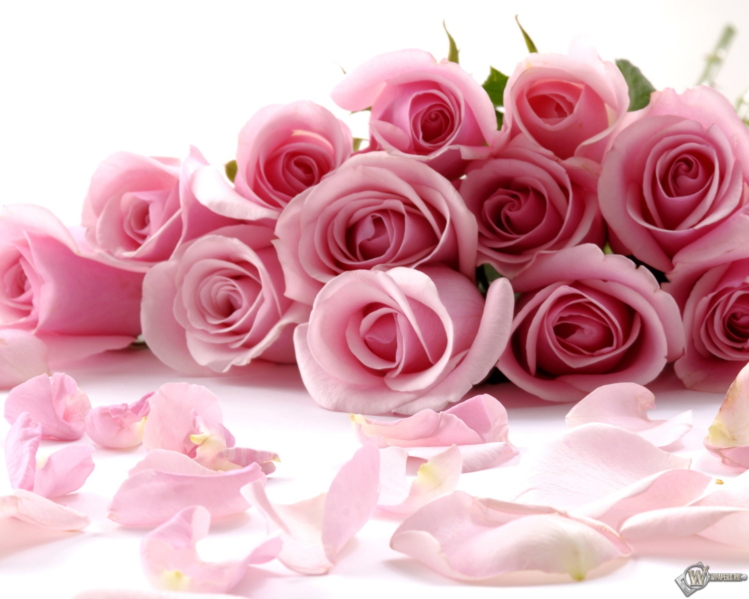 Розовые розы 2560x2048