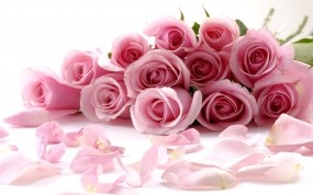 Обои Розовые розы: Розы, Розовый, Букет, Цветы