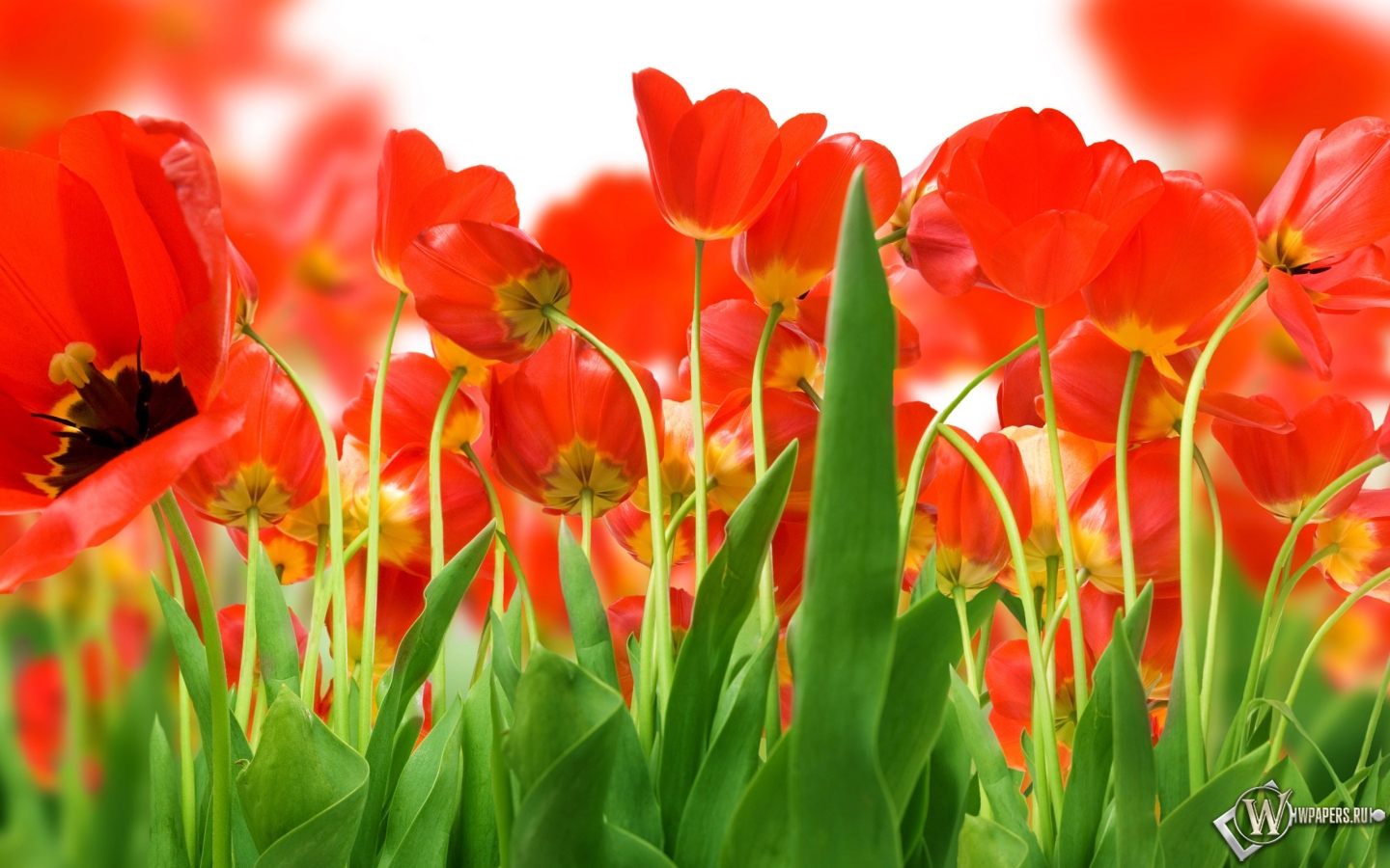 Красные тюльпаны 1440x900