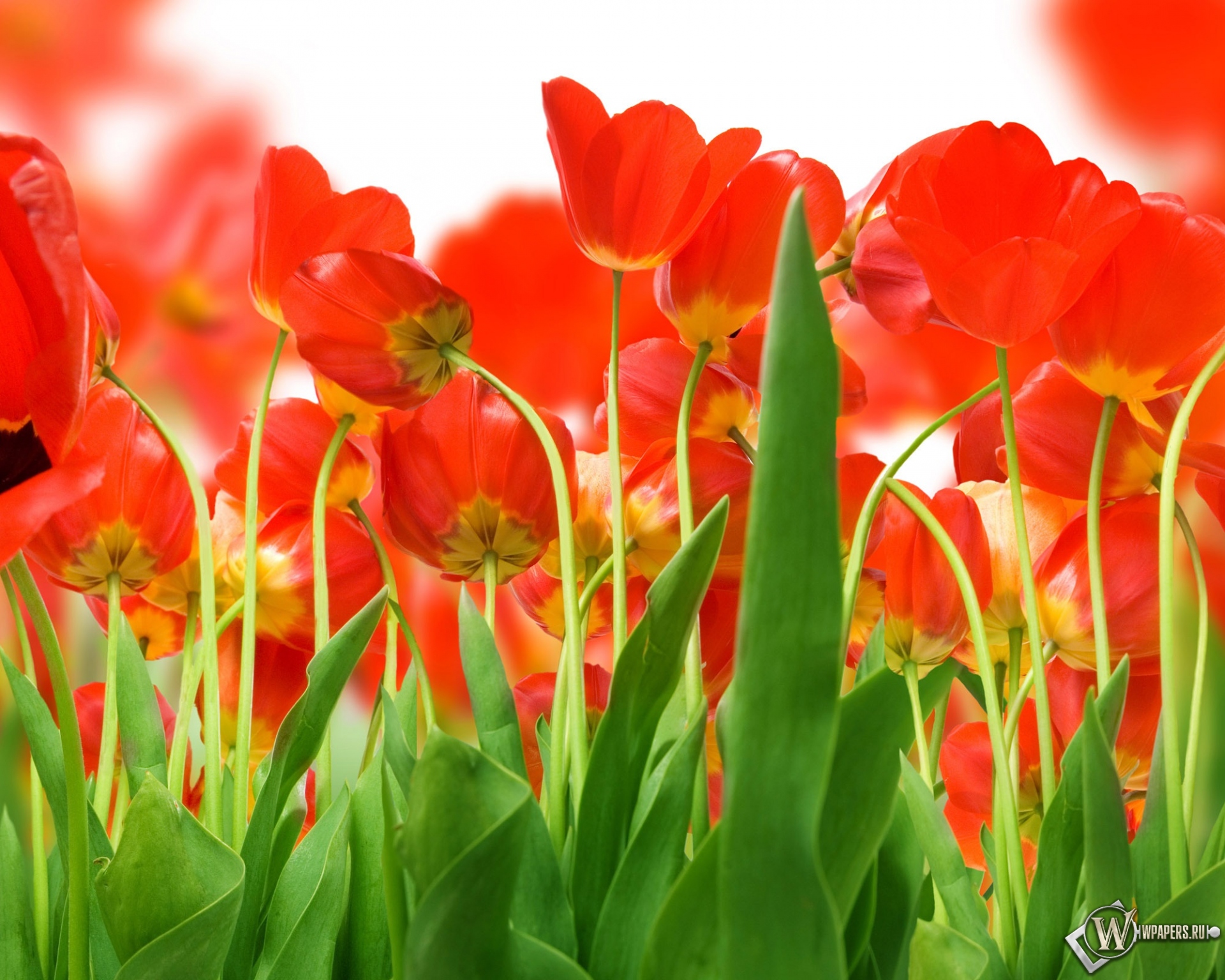 Красные тюльпаны 1920x1536