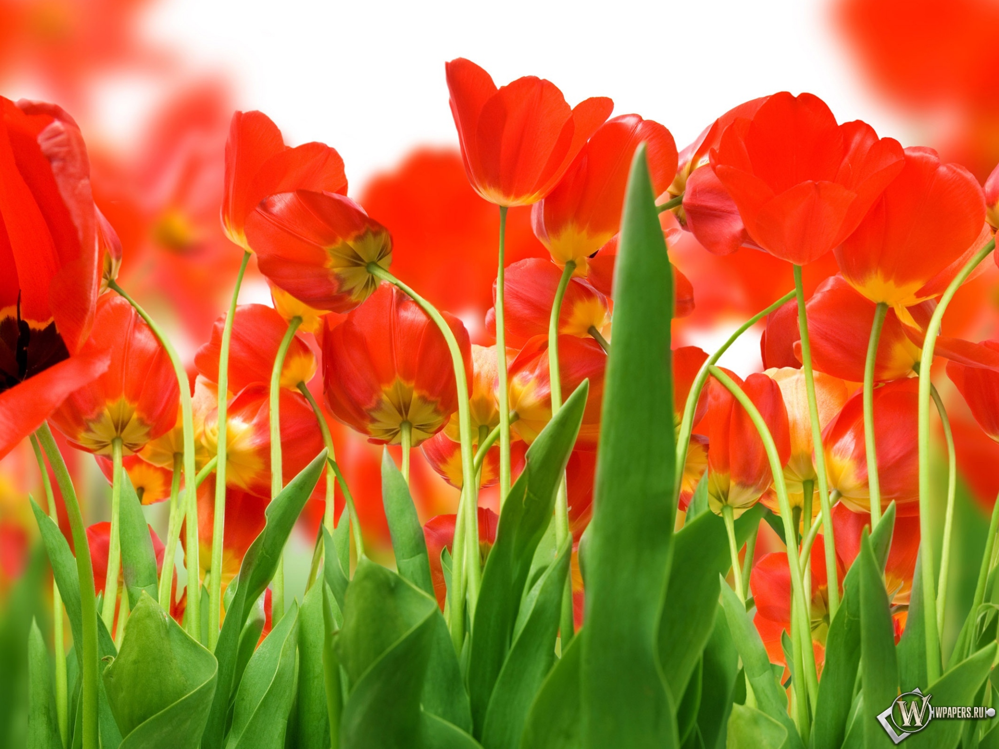 Красные тюльпаны 2048x1536
