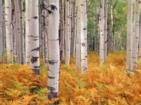 Обои Березы в осеннем лесу: Лес, Деревья, Осень, Папоротник, Берёзы, Деревья