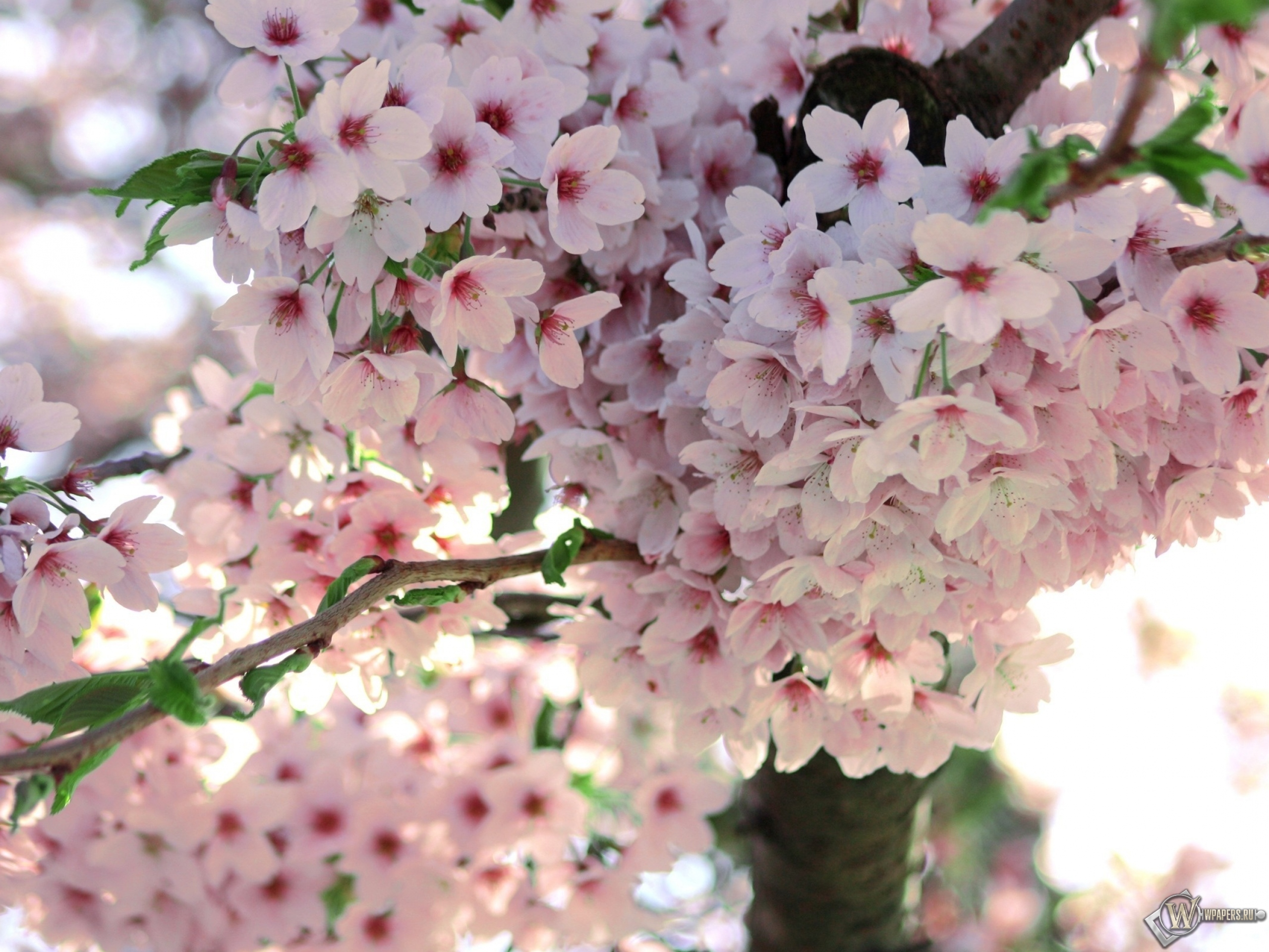 Очень красиво цветет. Акация Сакура. Сакура цветение растения. Кустарник красивоцветущий Сакура. Макроцветы Сакура.