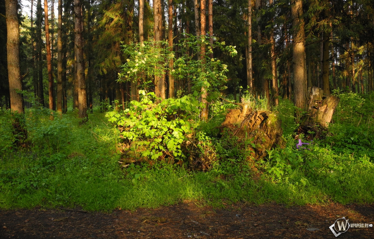 Ярцевский лес весной на закате 1200x768
