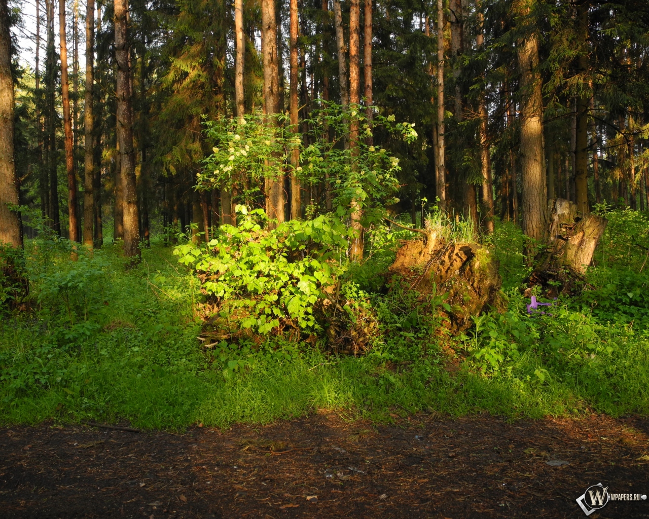 Ярцевский лес весной на закате 1280x1024