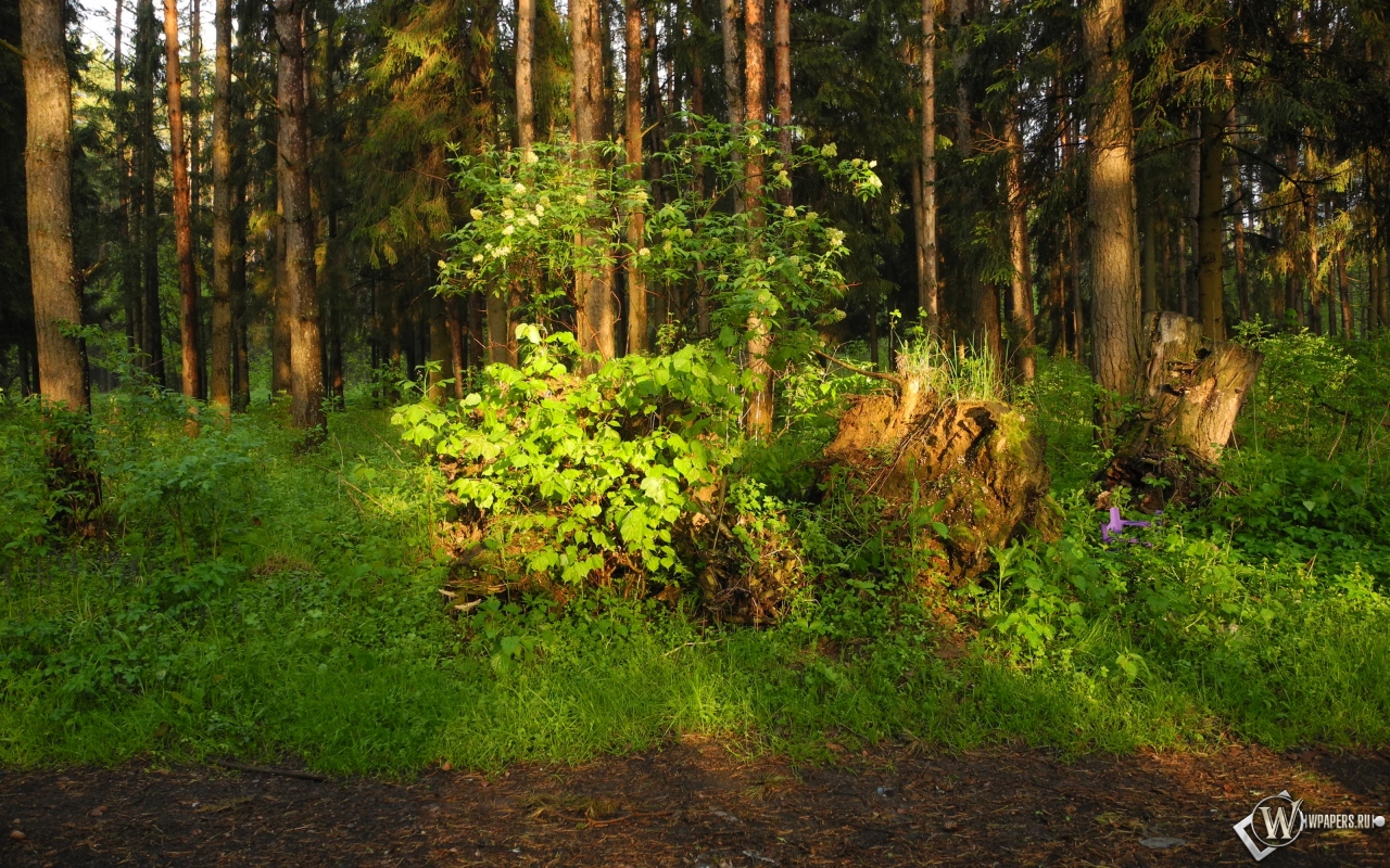 Ярцевский лес весной на закате 1280x800