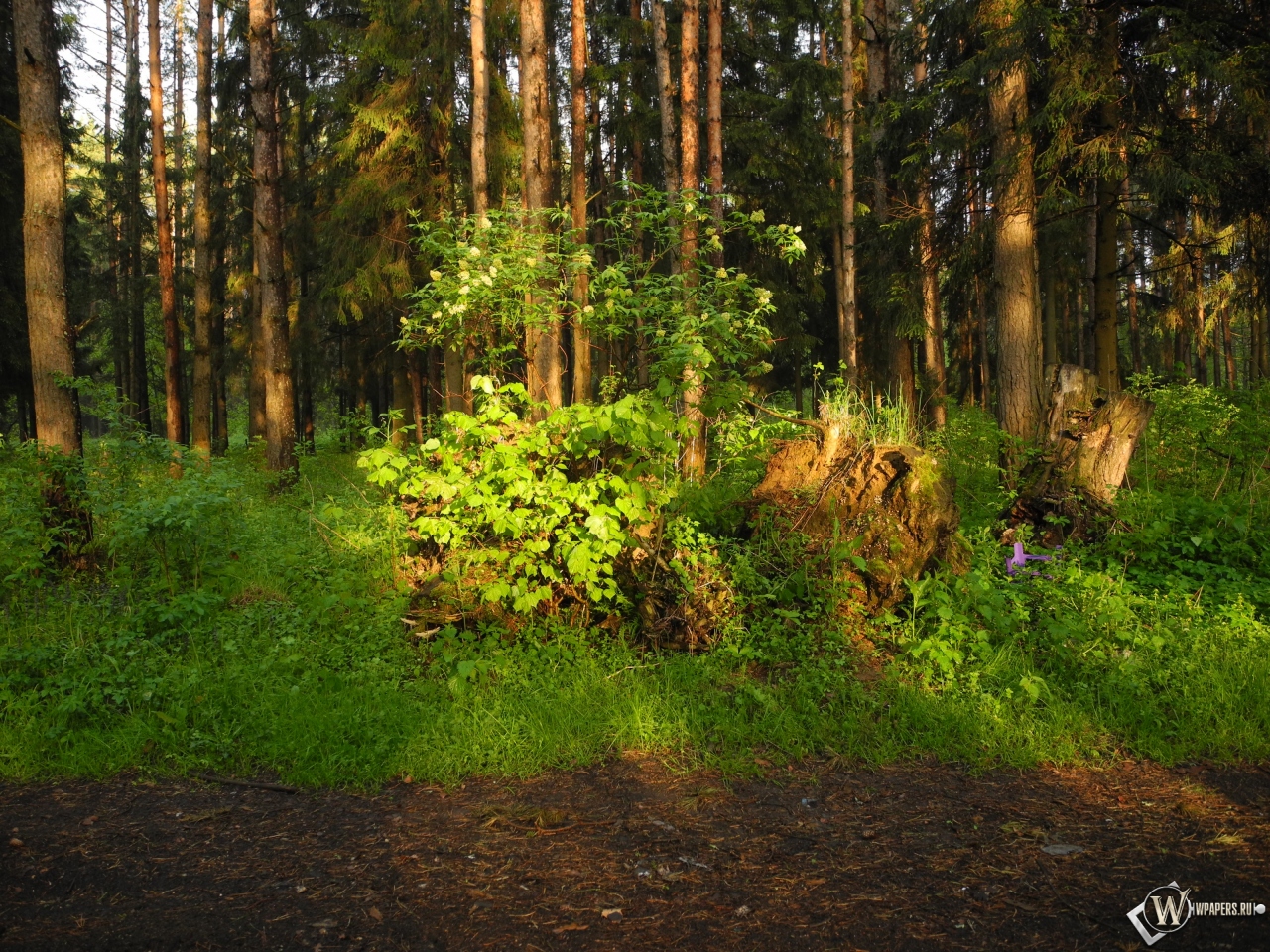 Ярцевский лес весной на закате 1280x960