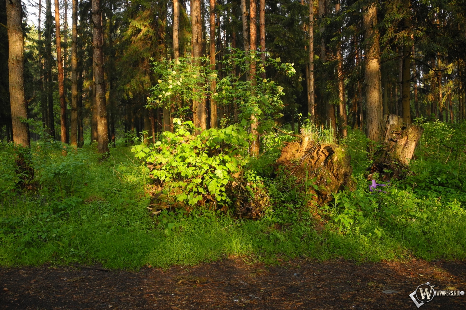 Ярцевский лес весной на закате 1500x1000