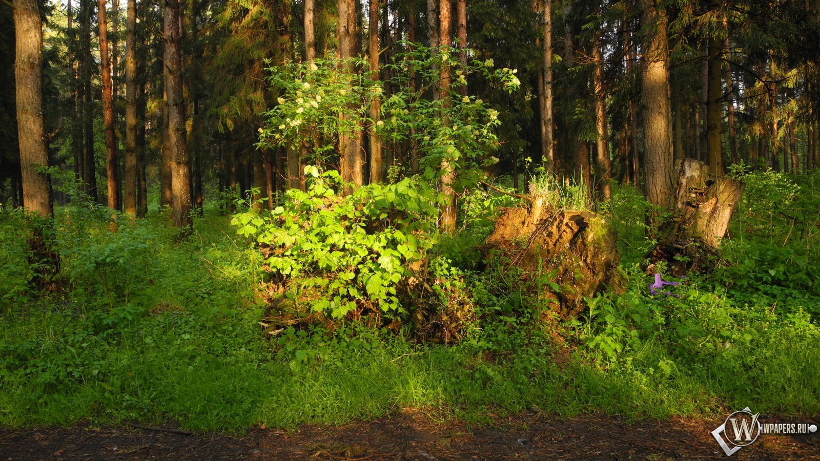 Ярцевский лес весной на закате 1600x900