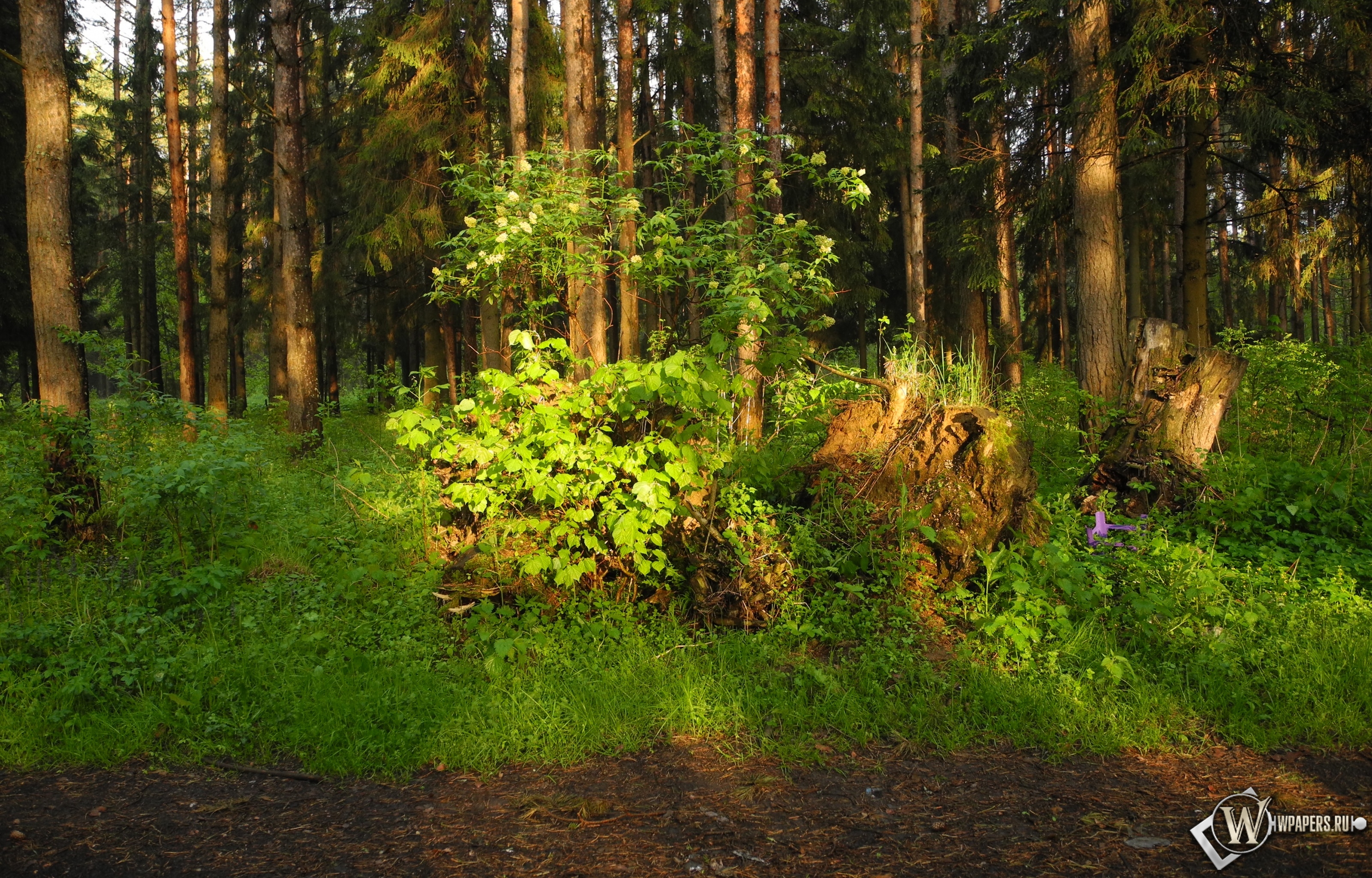Ярцевский лес весной на закате 3200x2048