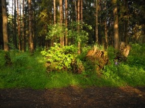 Обои Ярцевский лес весной на закате: Зелень, Лес, Весна, Деревья