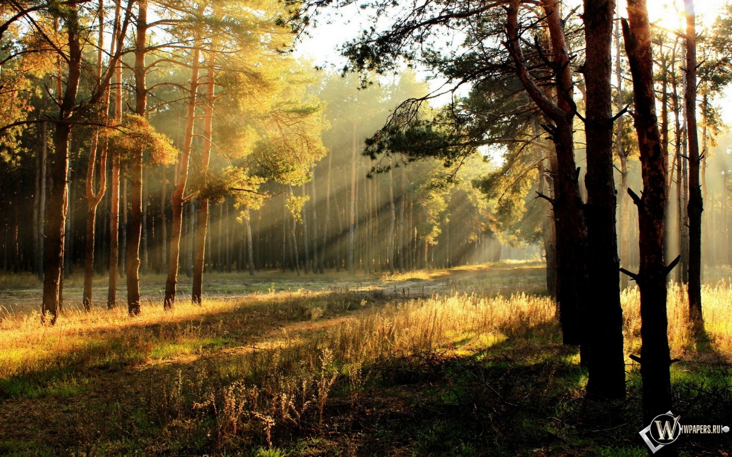 Утренний лес 1440x900