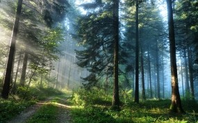 Обои Кусочек лета в утреннем сосновом лесу: Лес, Сосны, Россия, Урал, Деревья