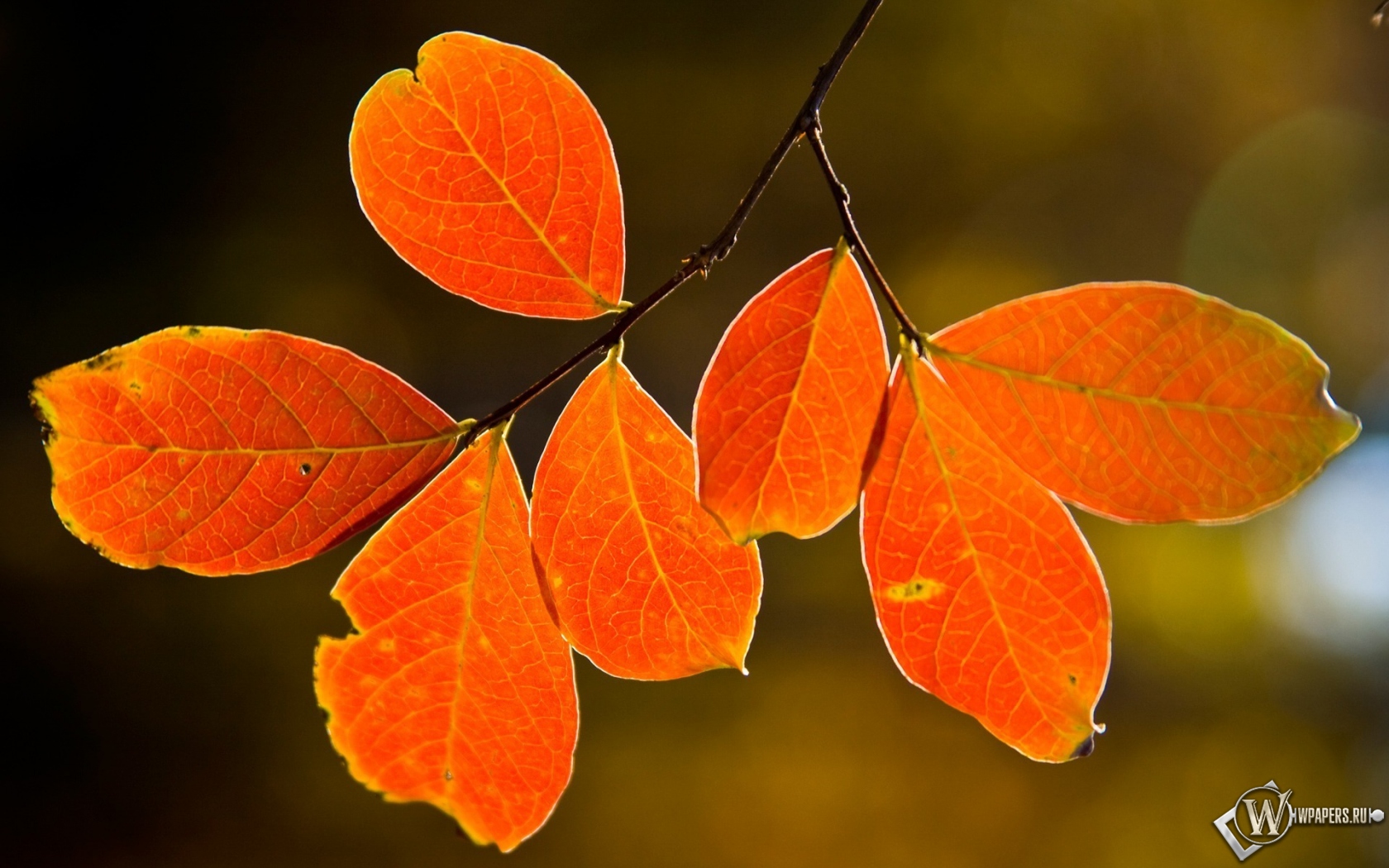 Осенние листья 1680x1050