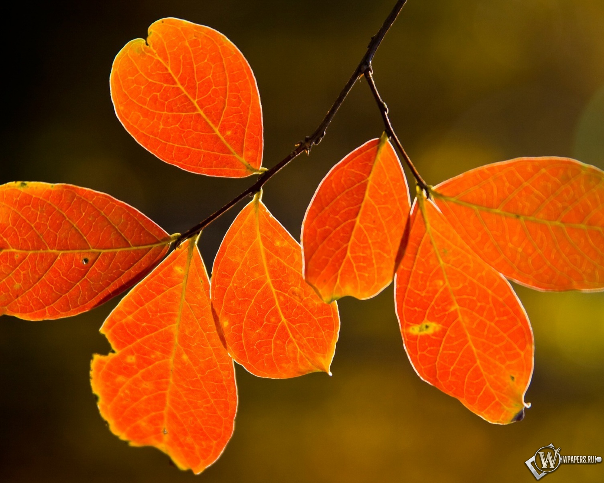 Осенние листья 1920x1536