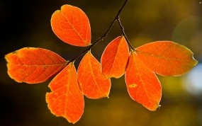 Обои Осенние листья: Осень, Дерево, Макро, Листья, Деревья