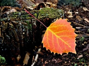 Обои Макро лист: Лист, Осенний лист, Макро, Деревья