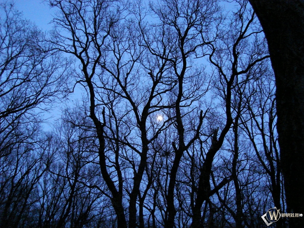 Луна за деревьями 1024x768