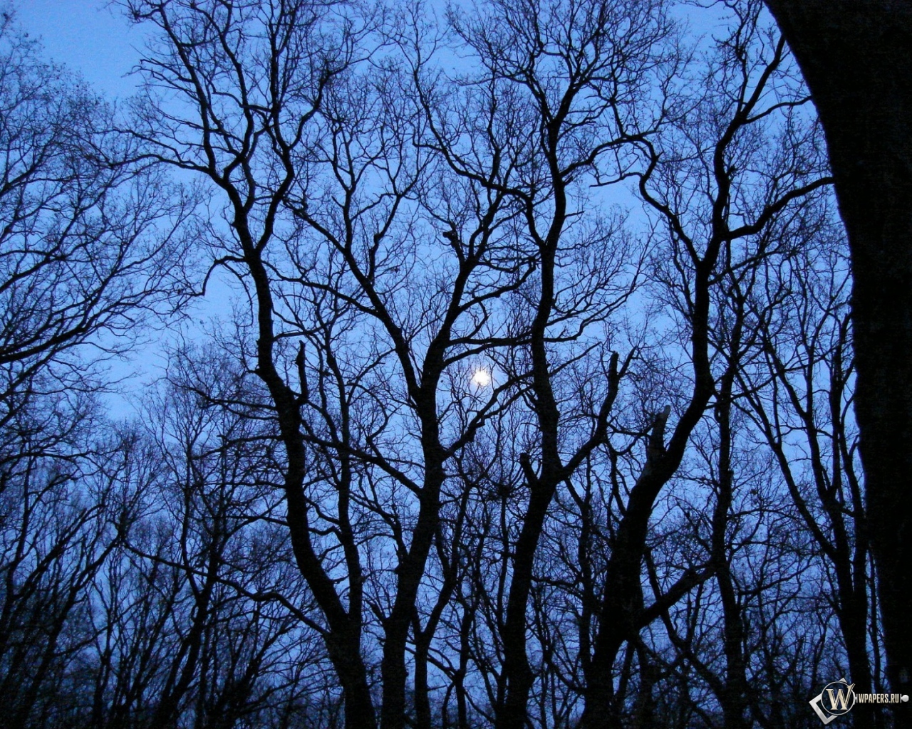 Луна за деревьями 1280x1024
