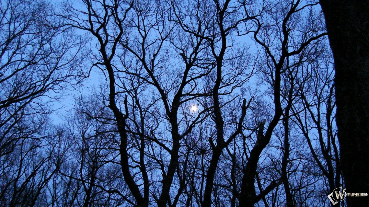 Луна за деревьями 1280x720