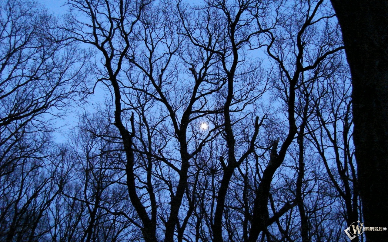 Луна за деревьями 1280x800