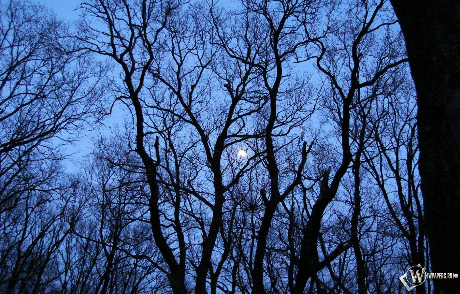 Луна за деревьями 1600x1024