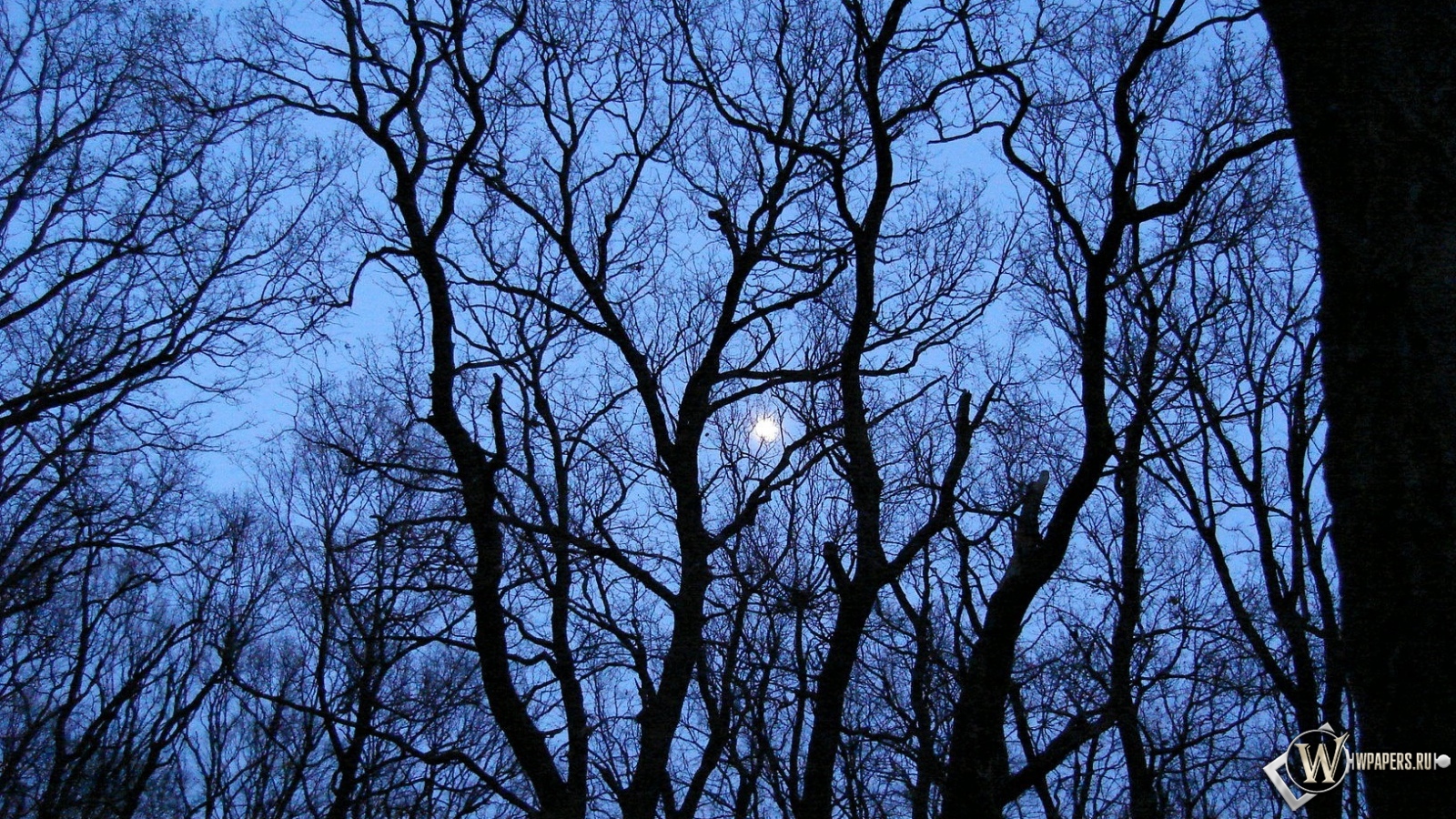Луна за деревьями 1600x900