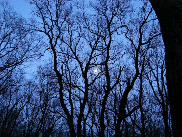 Луна за деревьями