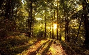 Обои Солнце в лесу: Свет, Лес, Деревья, Солнце, Деревья