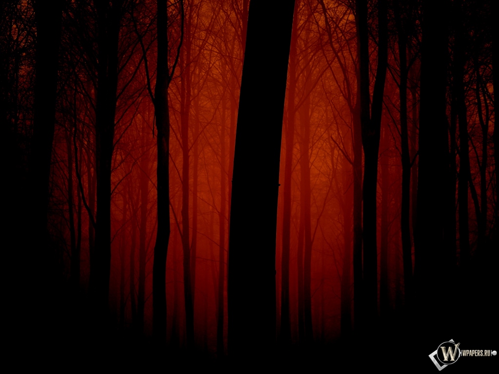 Мрачный лес 1024x768