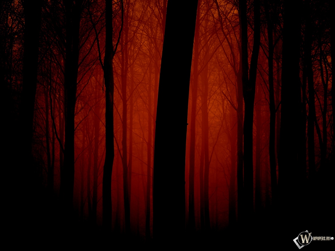 Мрачный лес 1152x864