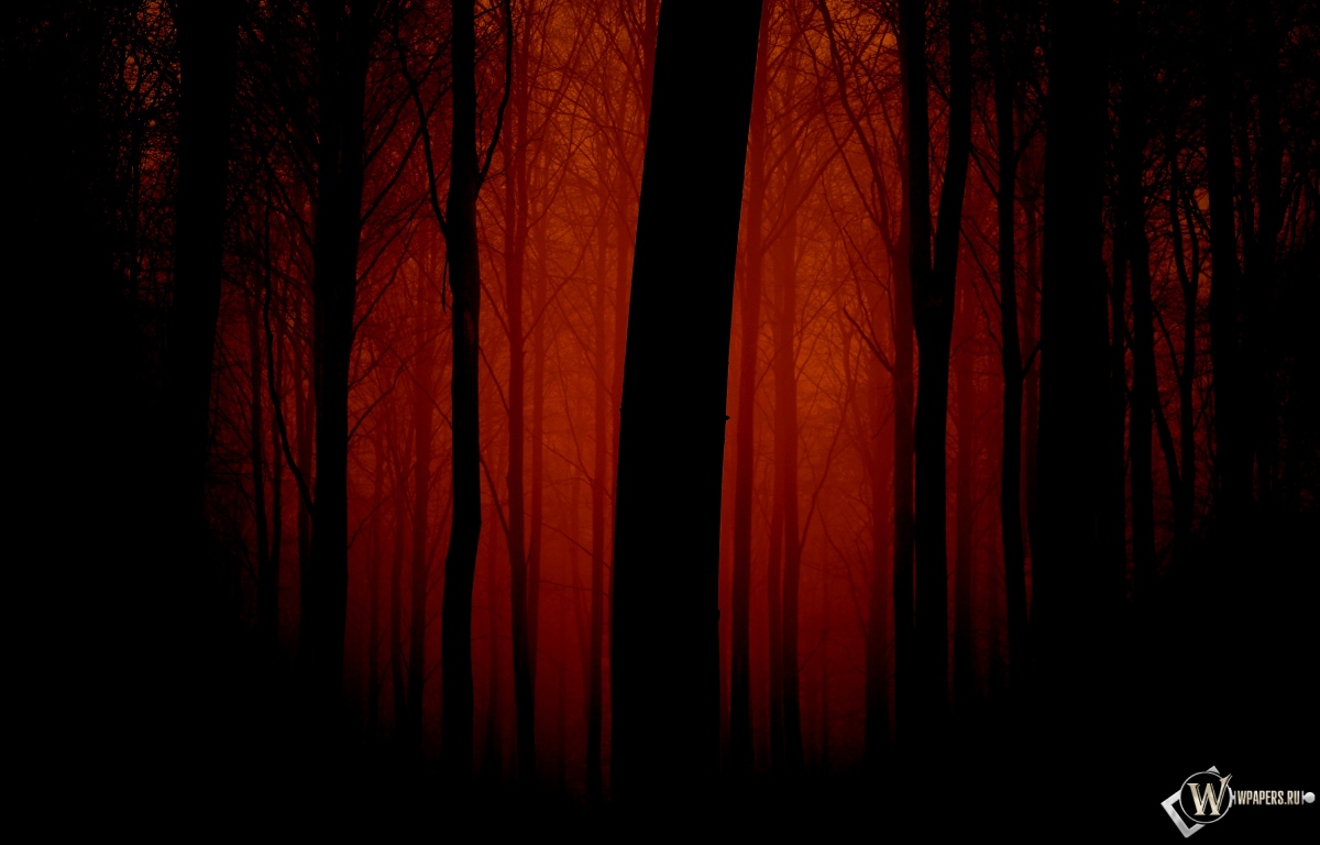 Мрачный лес 1200x768