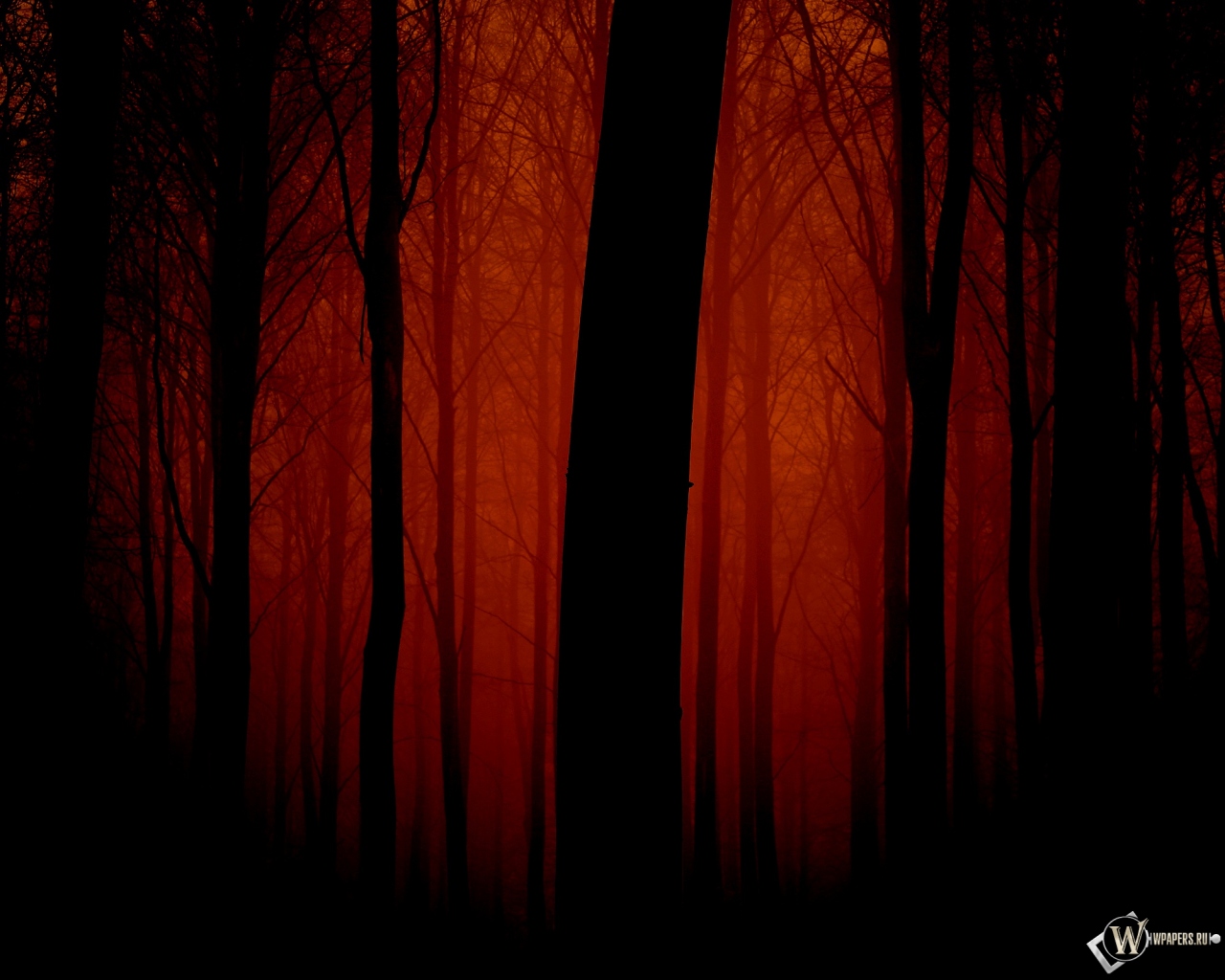 Мрачный лес 1280x1024