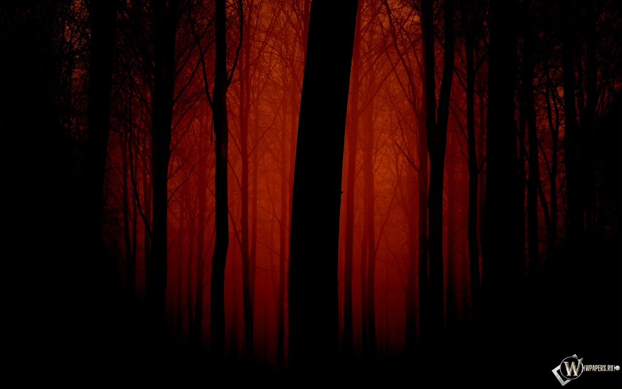 Мрачный лес 1280x800