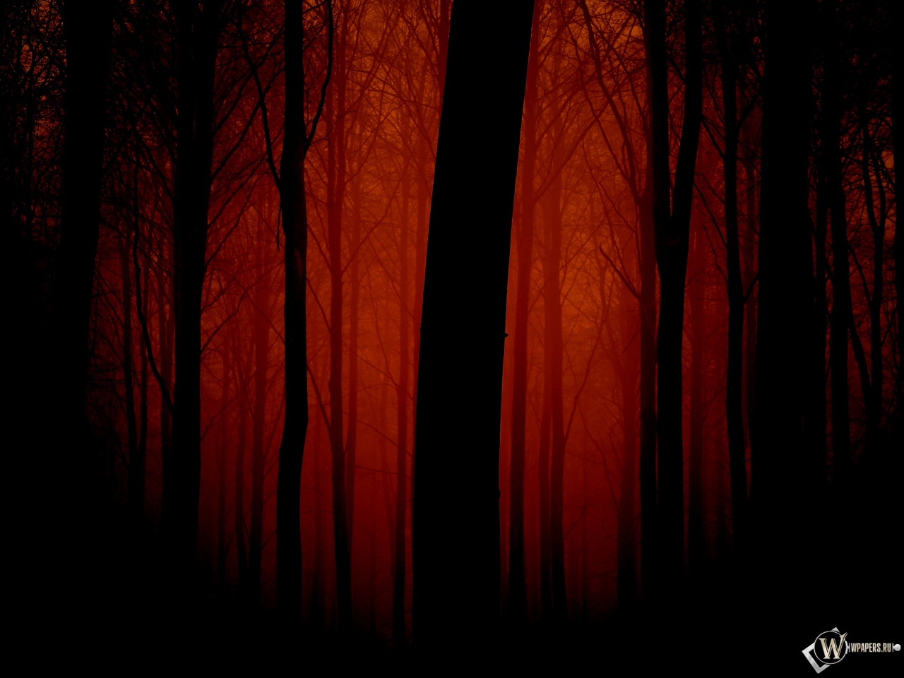 Мрачный лес 1280x960