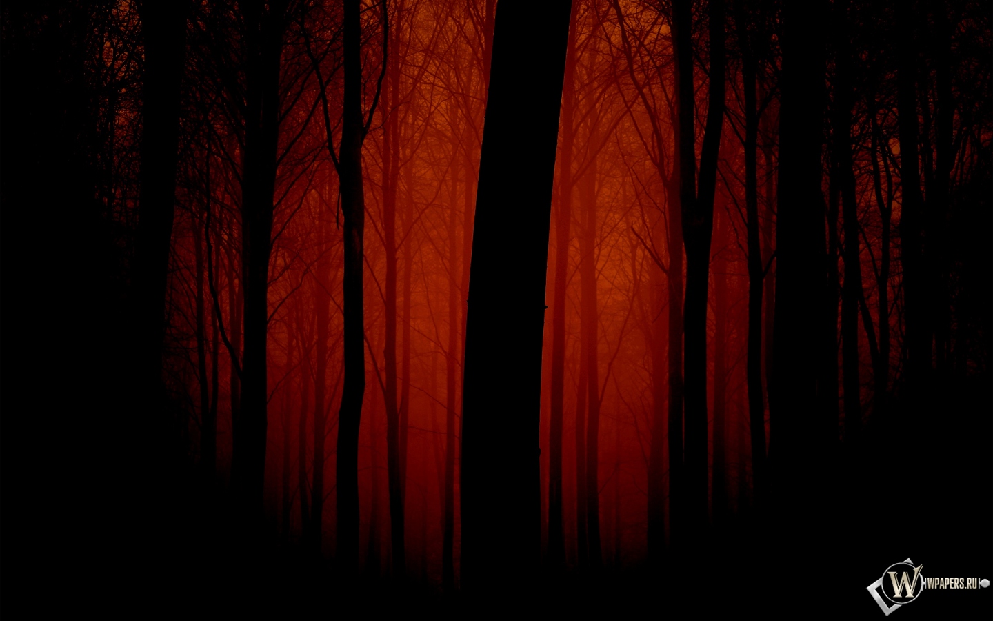 Мрачный лес 1440x900