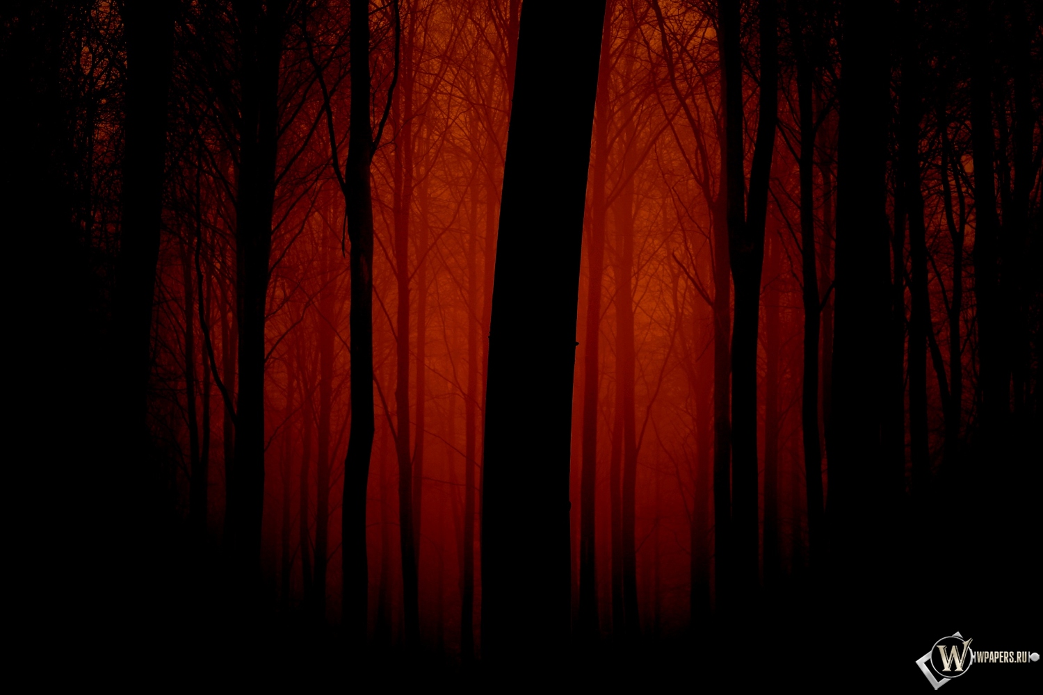 Мрачный лес 1500x1000