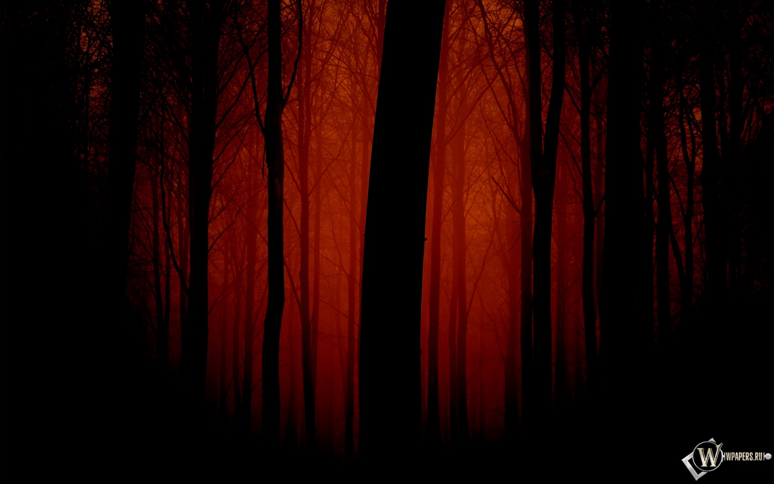 Мрачный лес 1536x960
