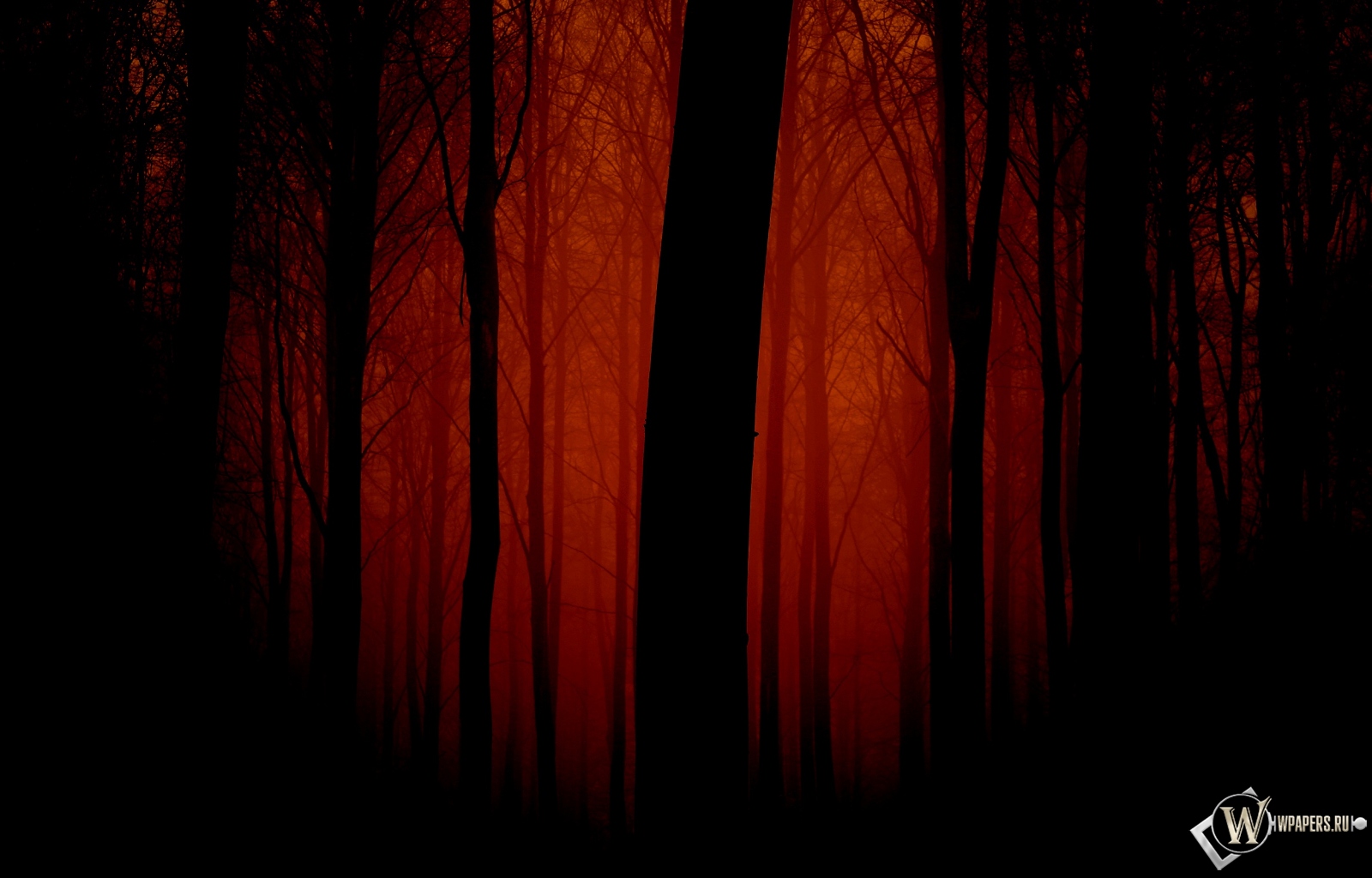 Мрачный лес 1600x1024