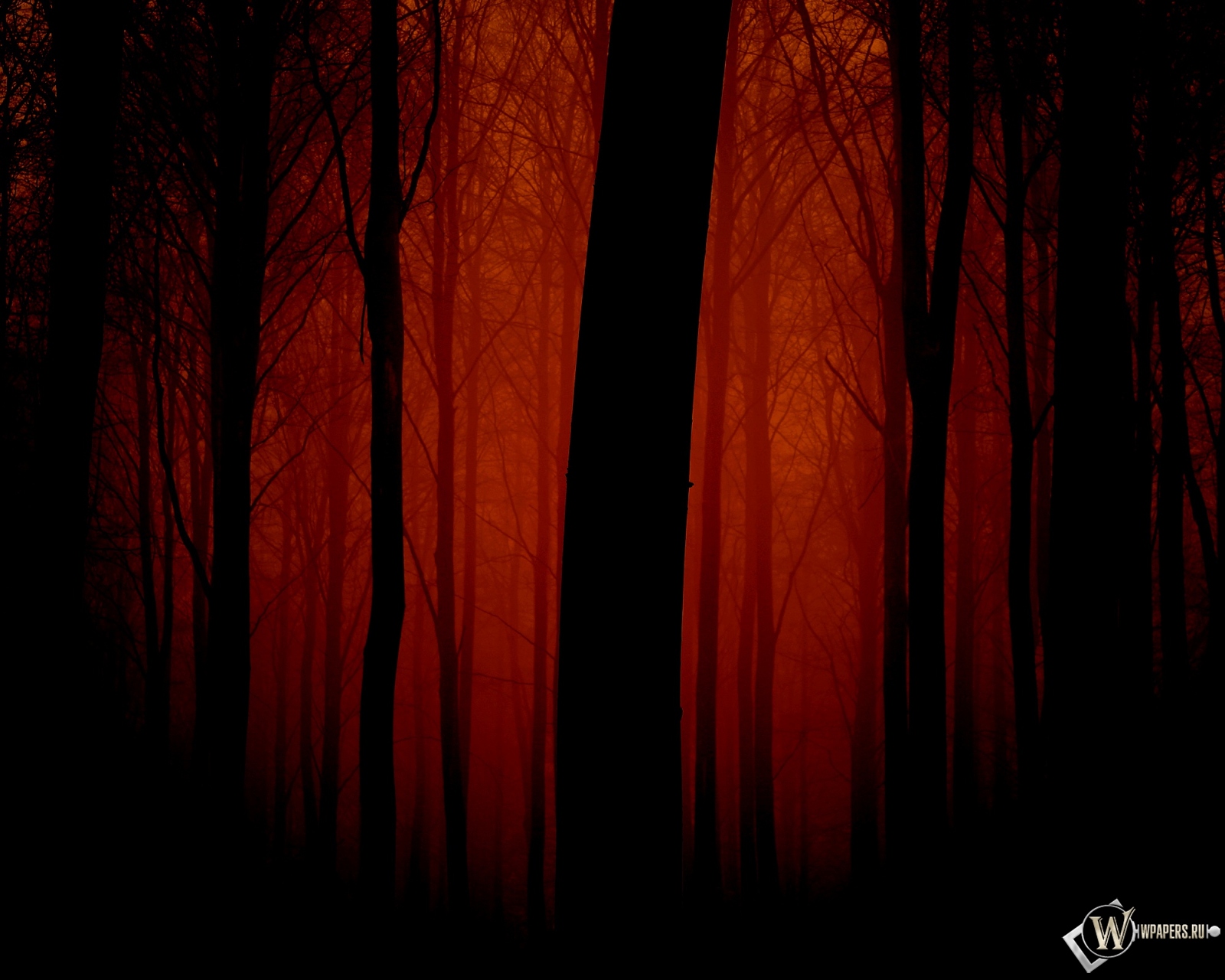Мрачный лес 1600x1280