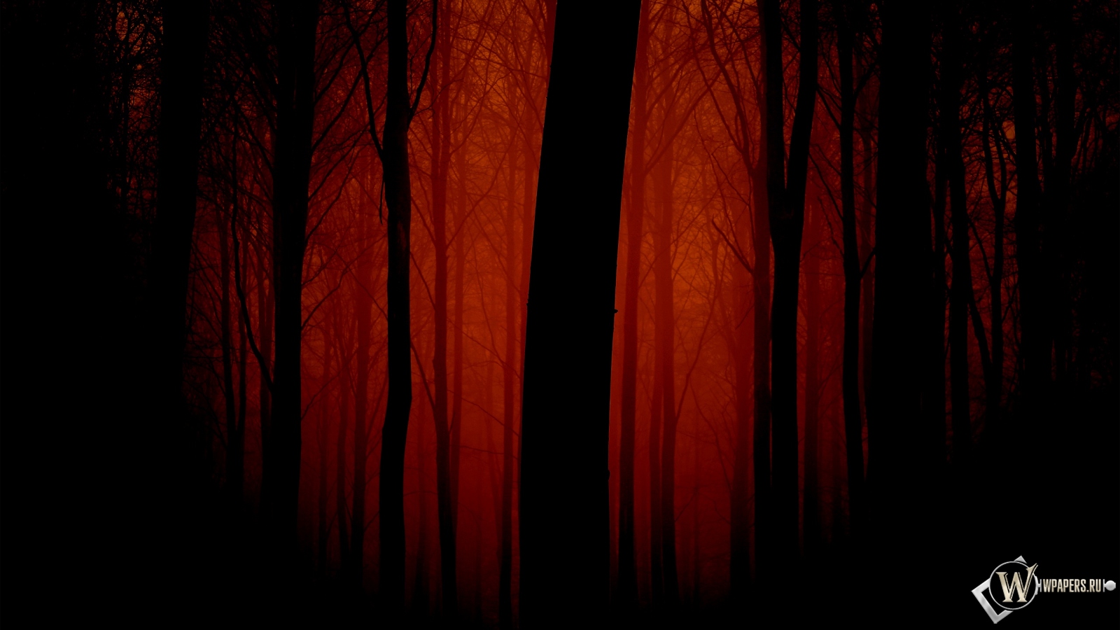 Мрачный лес 1600x900