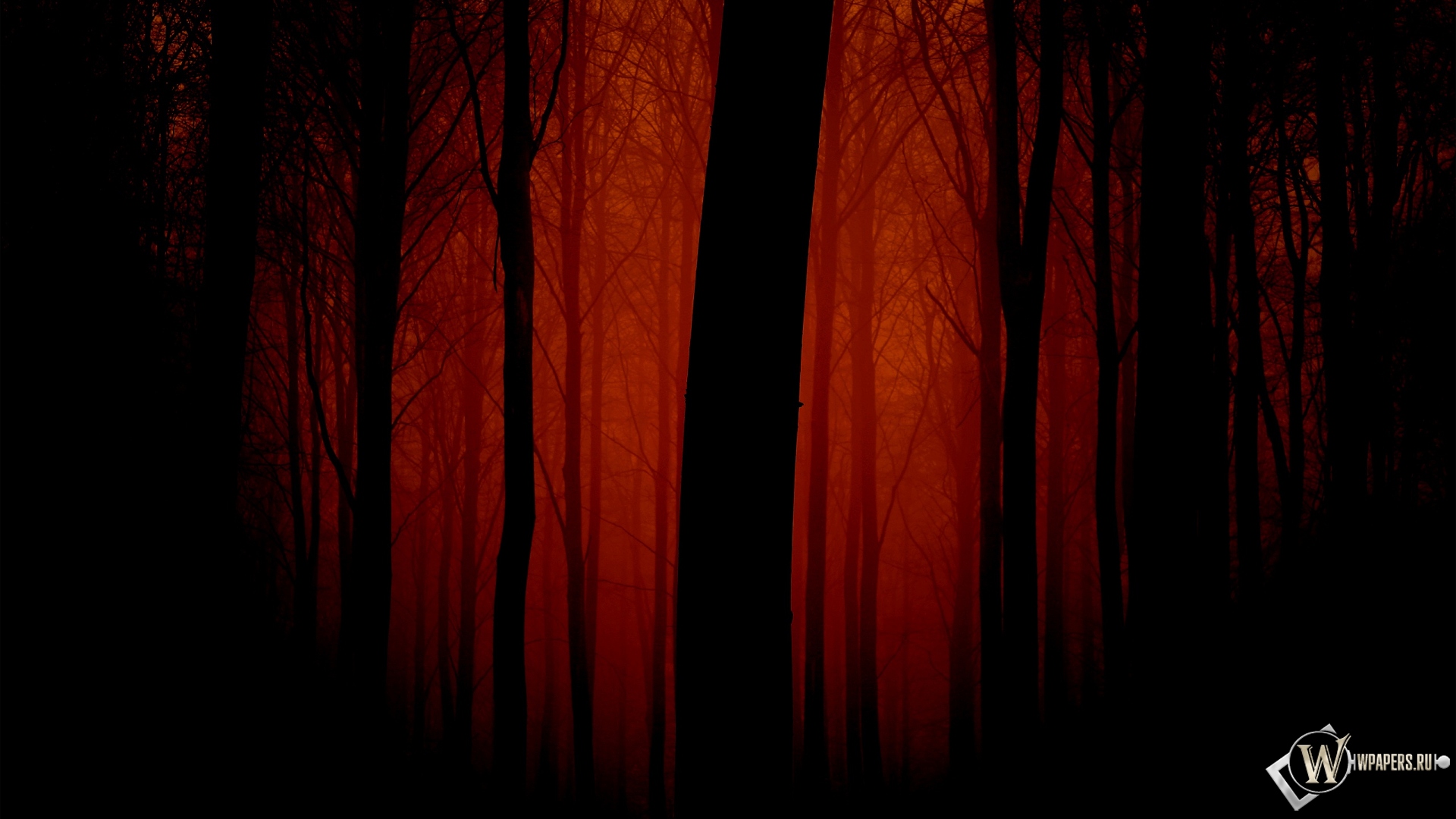 Мрачный лес 1920x1080