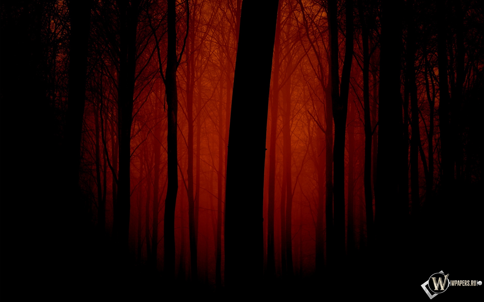 Мрачный лес 1920x1200