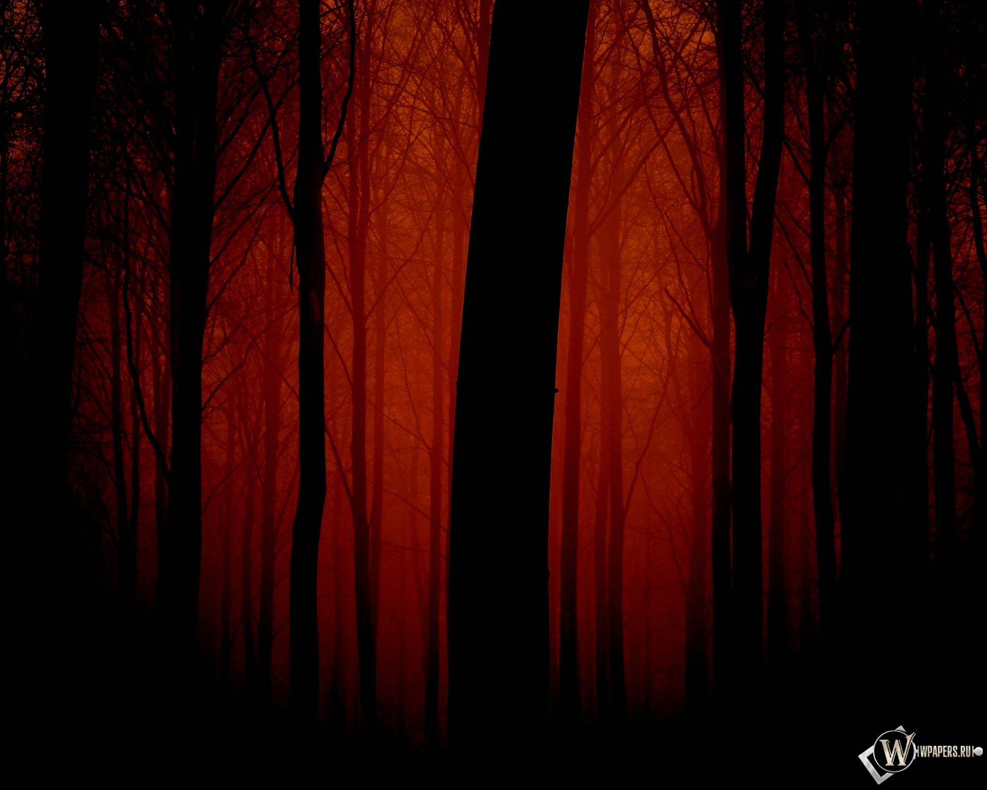 Мрачный лес 1920x1536