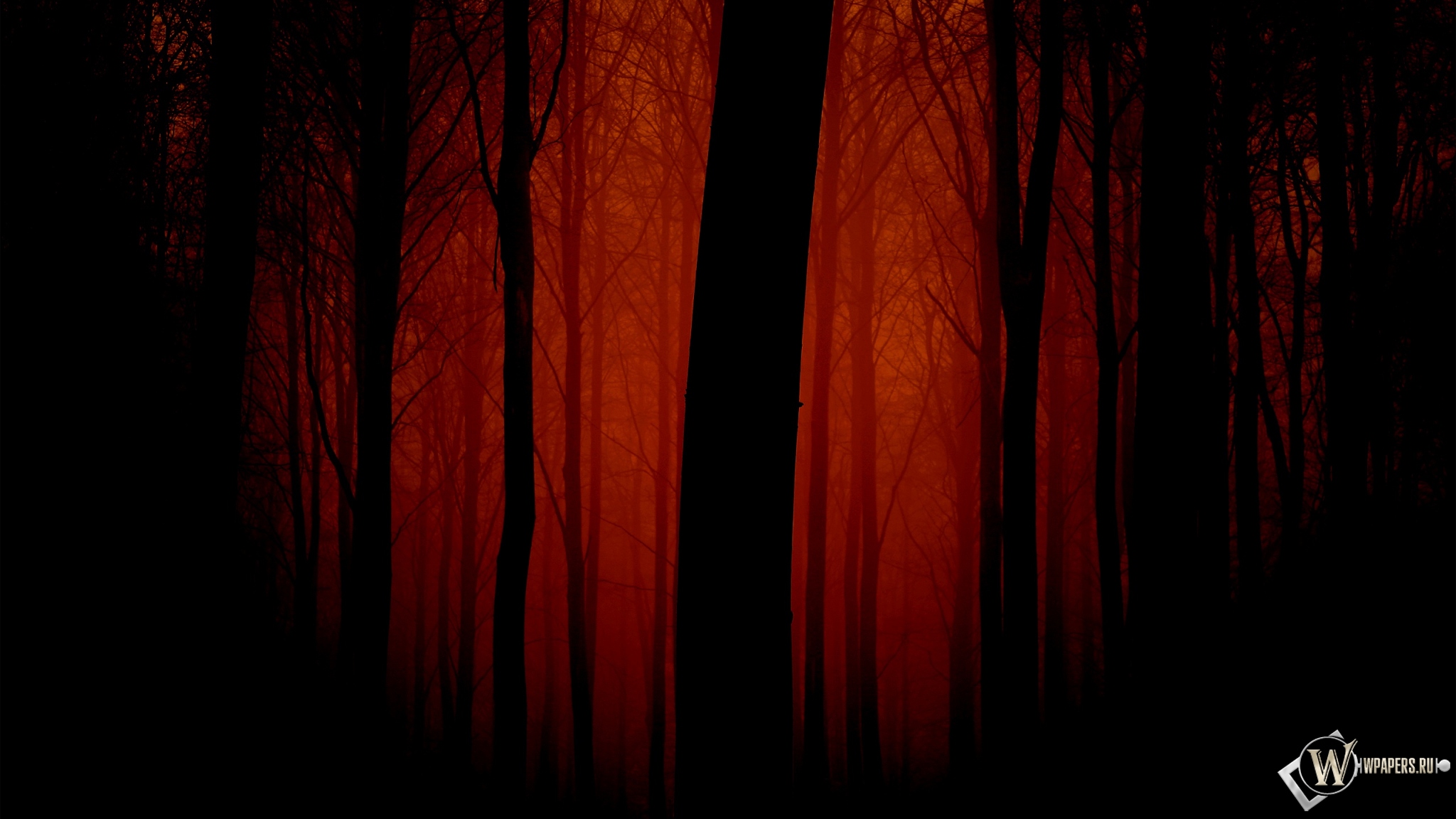 Мрачный лес 2048x1152